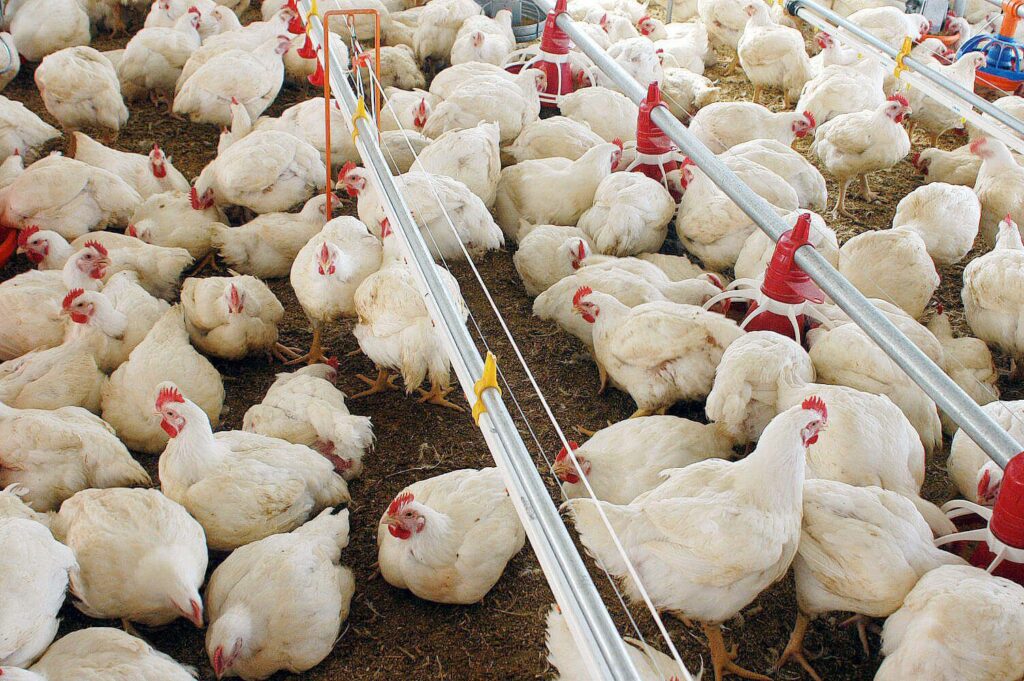 frangos6590551727208880530-1024x681 SAÚDE EM TETE DIZ-SE SURPREENDIDA COM DENÚNCIA DE USO DE ANTIRRETROVIRAIS EM FRANGOS E ANUNCIA INVESTIGAÇÃO