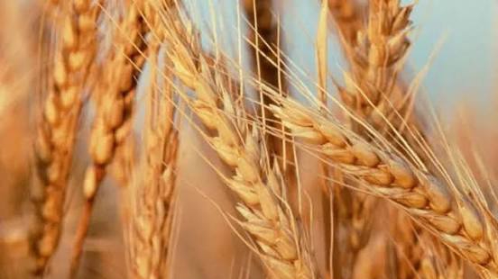 image_editor_output_image-653156261-1765290142921