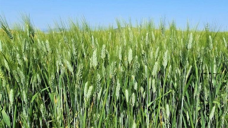 image_editor_output_image2015176755-17652899048737683733819590288862 Gaza Inicia Produção Industrial de Trigo para Abastecer Moçambique e Competir no Mercado Internacional